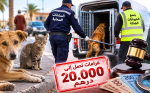 غرامات تصل إلى 20 ألف درهم وحبس للمخالفين.. هذه أبرز مقتضيات قانون الحيوانات الضالة بالمغرب