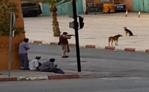 إطلاق الرصاص بشوارع تنغير.. شريط فيديو لإعدام كلاب ضالة يفجر غضبا حقوقيا واسعا