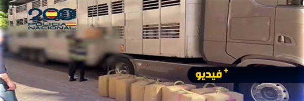 ضبط قرابة نصف طن من مخدر الحشيش داخل شاحنة لنقل الحيوانات على مشارف ألميريا