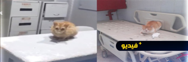 فيديو وصور جديدة.. القطط تستعمر المستشفى الحسني
