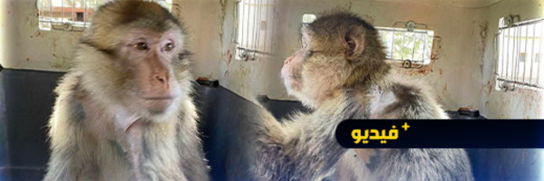 فيديو يبعث على السرور لعملية إطلاق القرد المعالج بغابة كوركو بالناظور بعد إنقاذه من المعاناة