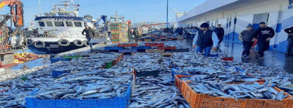 انهيار صيد الأسماك السطحية بالناظور.. انخفاض بنسبة 46%