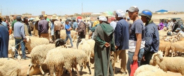 رسمياً.. توجيهات بمنع بيع الأضاحي بإقليمي الناظور والدريوش خلال عيد الأضحى