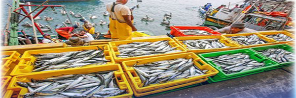 انخفاض بـ13% للكميات المفرغة من منتجات الصيد البحري بميناء الناظور