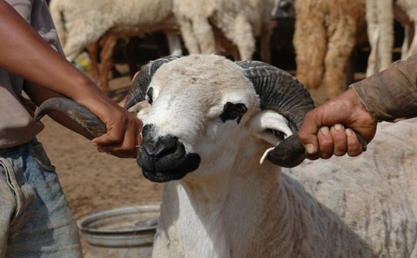 خروف يتسبب في سحب رخصة الثقة من سائق طاكسي