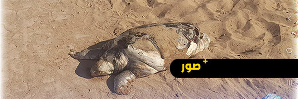 أركمان.. سلحفاة تزن 30 كيلوغراما تلفظها الأمواج