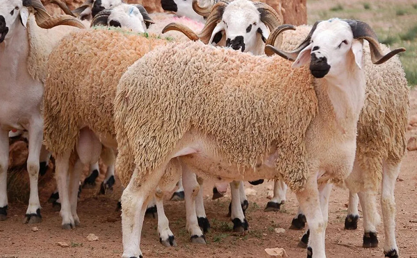 اتهامات برلمانية لجمعية "مربي الأغنام" بتضخيم أعداد القطيع الوطني للاستفادة من الدعم العمومي