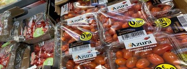 ارتفاع صاروخي في صادرات الطماطم المغربية نحو إسبانيا بنسبة 40%
