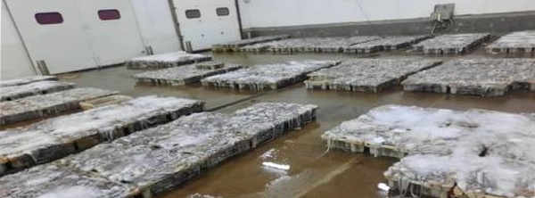 مهنيون يطالبون بفتح تحقيق بعد فضائح تثمين الأخطبوط غير القانوني بإقليم الناظور