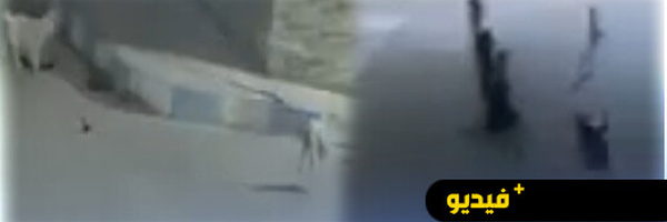 وفاة طفل! ليس بعد.. شاب بالعروي يفر هاربًا من هجوم كلاب ضالة.