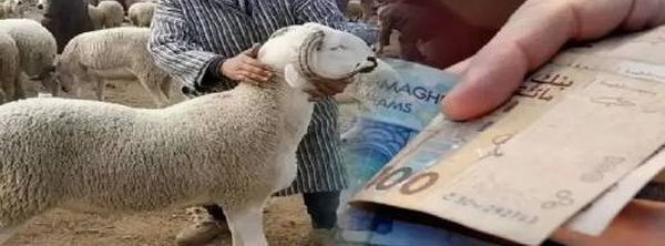 انطلاق صرف المنح المباشرة لمربي الماشية في المغرب وهذه قيمتها