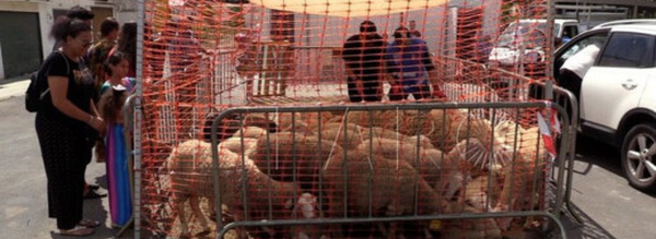 حزب “فوكس” يدعو لحظر الاحتفال بعيد الأضحى في إسبانيا