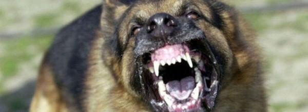 الحسيمة.. هجوم كلب ضال على تلميذ أمام مدرسة ابتدائية يثير الهلع