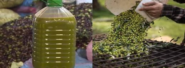 من 110 إلى 60 درهما للتر... الدريوش تحتفل بموسم زيتون استثنائي