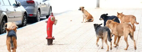 هجوم كلاب ضالة يودي بحياة شخص