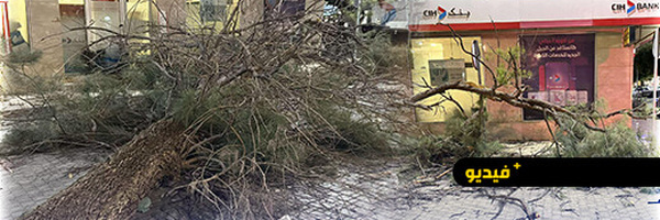 الرياح القوية تسقط شجرة قرب مقهى شهير بالناظور وتصيب شخصا بجروح 