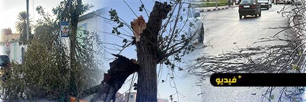 عاصفة مفاجئة تهز الناظور وتسقط أشجارا قرب النافورة ومقهى فيكتوريا