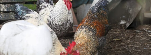 بما فيها مليلية… إسبانيا تعدم 2.5 مليون طائر بعد تفشي إنفلونزا الطيور والمغرب يتابع التداعيات