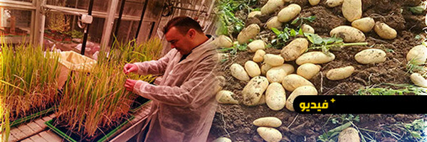 ما حقيقة "البطاطس الملوثة"  ببني سيدال؟.. منتج محلي ينفي وخبير زراعي يوضح