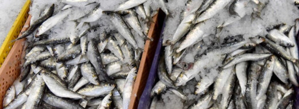 ميناء الحسيمة يعاني الركود بعد هجرة أسراب السردين من سواحلها