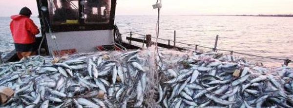 أرقام مقلقة من سواحل الحسيمة… الأسماك السطحية تنهار ومداخيل الميناء تتراجع