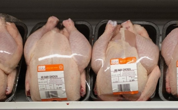 تفشي انفلونزا الطيور يشعل نقاشا واسعا حول الدجاج المستورد من المغرب