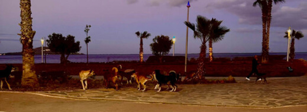 كورنيش الناظور.. موقع سياحي يتزين بالكلاب الضالة