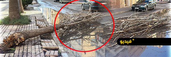 رياح قوية تخلف خسائر مادية بالناظور.. وسقوط الأشجار يطرح تساؤلات جدية