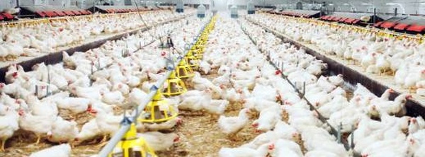 مداهمات مباغتة تهز سوق الدواجن.. مجلس المنافسة يفتش خمس شركات وسط شبهات احتكار