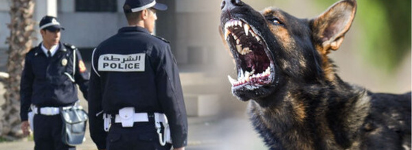 مصرع شرطي مرور في وجدة إثر هجوم كلاب ضالة