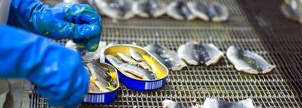 المغرب يرسخ ريادته العالمية في تصدير السردين المعلب