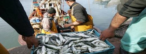 ميناء الناظور يتعرض لصدمة في الصيد: انخفاض 13% في الكميات والمداخيل