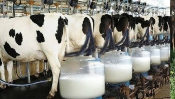 إنتاج الحليب بإسبانيا يدخل مرحلة حرجة.. والمغرب مورد محتمل
