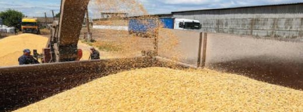 "الخبز المغربي بقمح ألماني".. انهيار تاريخي في أسعار القمح العالمية