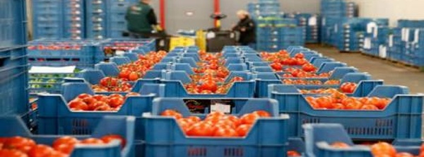 فيروسان خطيران يوقفان شحنة طماطم مغربية وتركية في روسيا