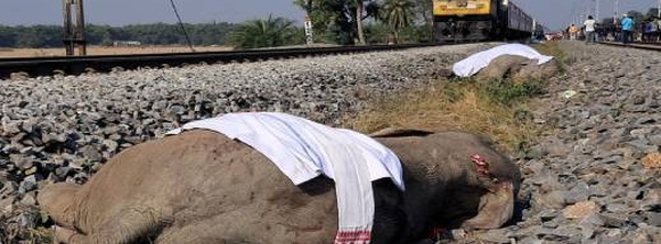 مأساة في الهند.. قطار يصطدم بقطيع أفيال ويودي بحياة سبعة منها