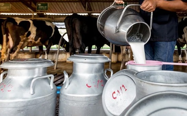 لماذا لا يدخل الحليب المغربي إلى أسواق الاتحاد الأوروبي؟ توضيحات إسبانية