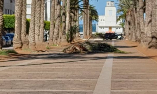 أخيرا.. المجلس الإداري لمارتشيكا يصادق على تهيئة شارع محمد الخامس وسط الناظور و30 مليار لتهيئة الجماعات