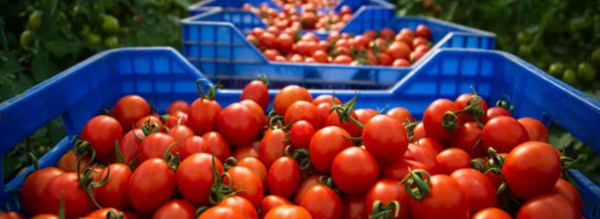 روسيا تحجز طماطم قادمة من المغرب و”أونسا” تدخل على الخط