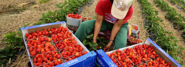 المغرب يتصدر الدول المصدرة لليد العاملة الموسمية إلى إسبانيا في 2025