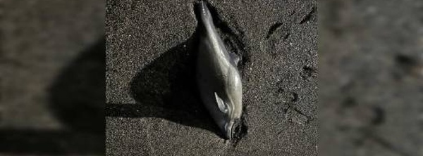 دولفين مشوه بسبتة يفضح "مافيا" الشباك المحرمة في المغرب