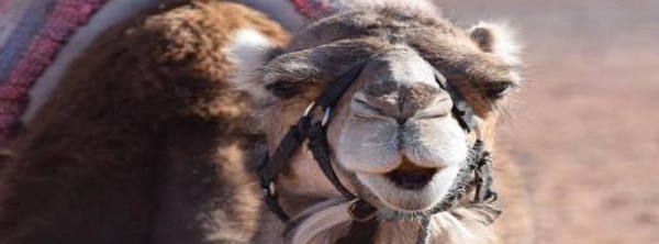 "فيروس الإبل" القاتل تحت المجهر.. هل يهدد ميرس المعتمرين المغاربة؟