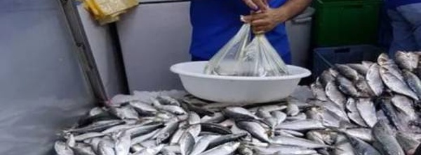 "السردين" للمغاربة أولا.. قرار حكومي بمنع التصدير لحماية "سمك الفقراء" من غلاء الأسواق 