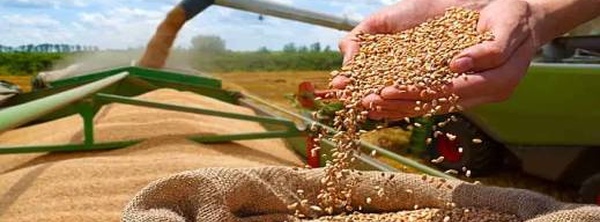 المغرب يستكمل استيراد 61 ألف طن من القمح الأمريكي لموسم 2025