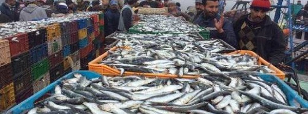 تراجع مفرغات الصيد البحري بالمغرب.. الأرقام تكشف "أزمة صامتة" بالناظور والحسيمة