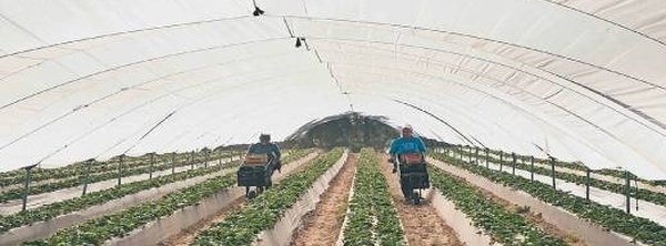 وصول أزيد من 1000 عاملة موسمية مغربية إلى هويلفا لجني الفراولة