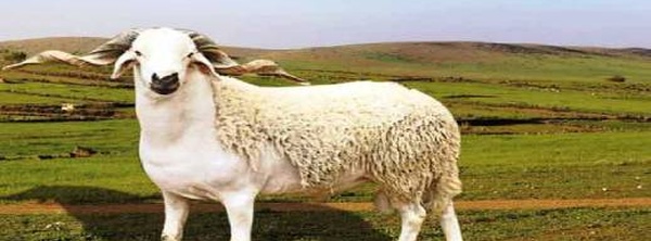 بعد الغيث.. هذا ما قاله الكسابة حول مستقبل أثمنة الماشية