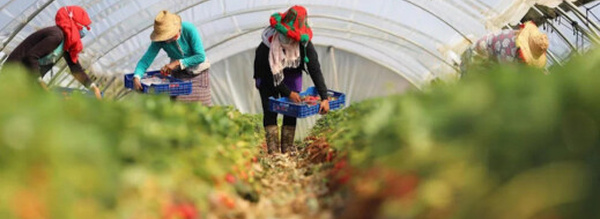 اليد العاملة المغربية تتصدر حقول هويلفا الإسبانية هذا الموسم