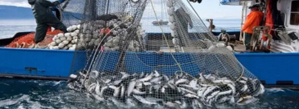 فالنسيا تتهم مدريد: استيراد السمك من المغرب يهدد الصيادين الإسبان