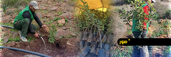 مارشيكا ميد تطلق عملية تشجير جديدة لتعزيز الغطاء النباتي بأطاليون